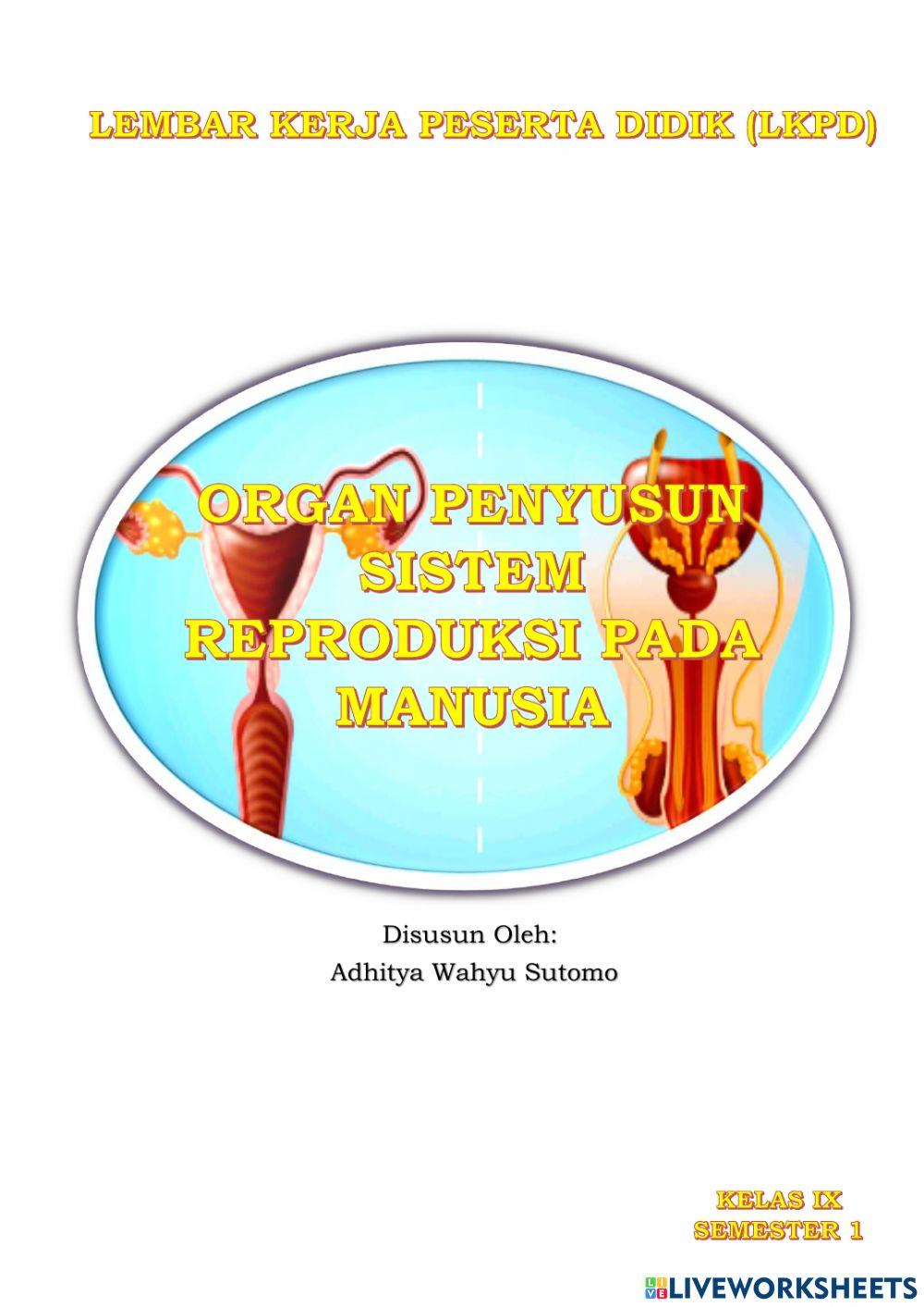 Sistem Reproduksi Manusia