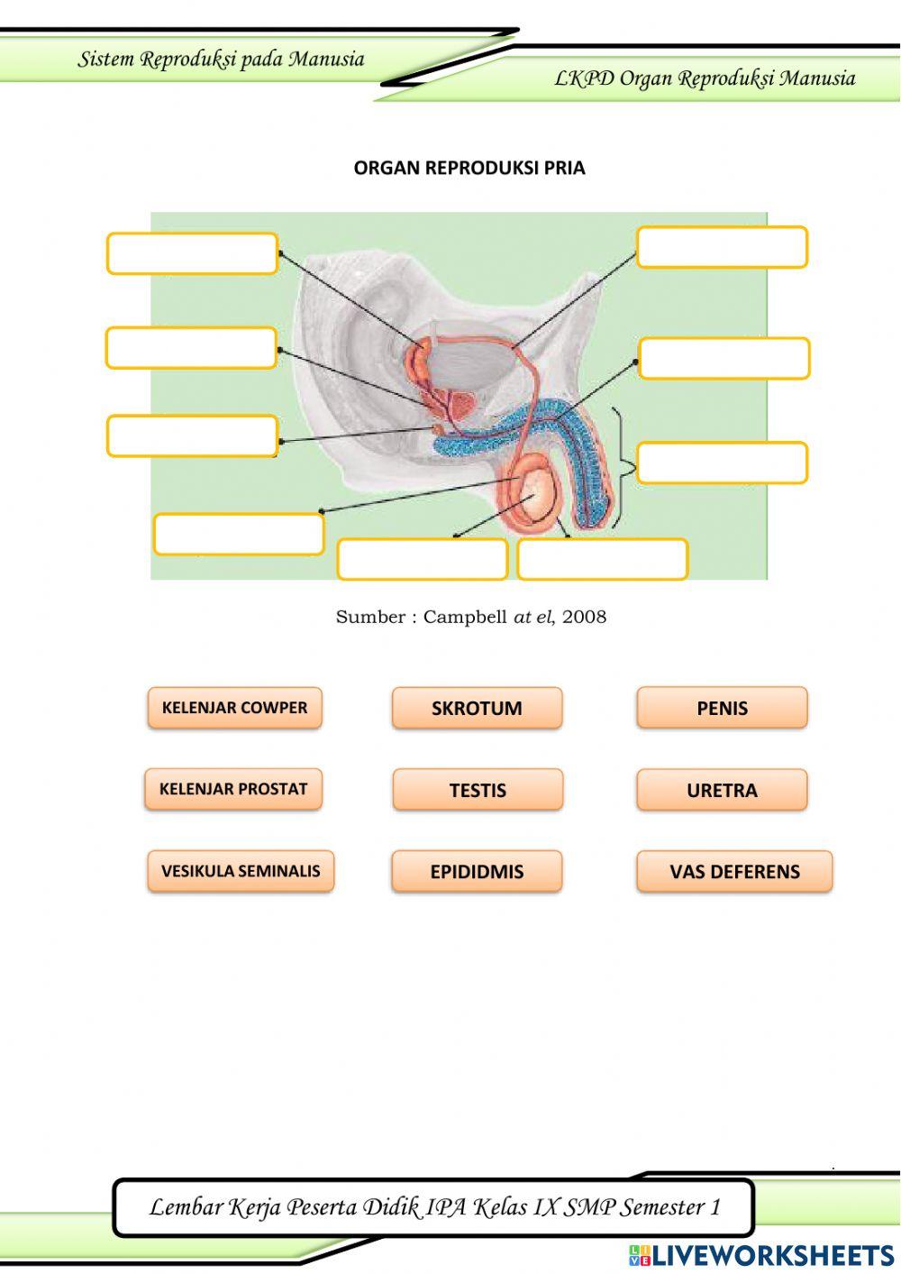 Sistem Reproduksi Manusia