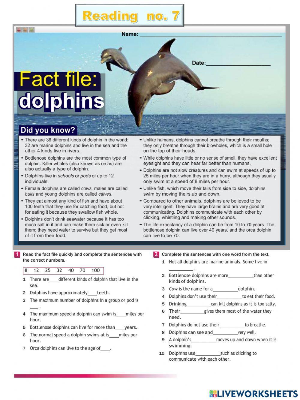 Fact File: Dolphins
