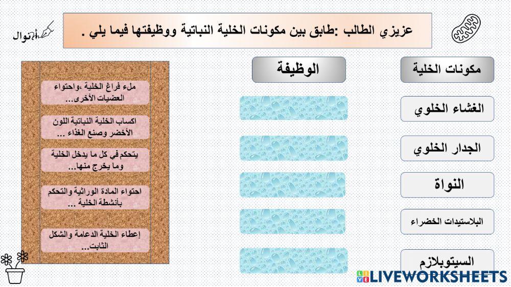 الخلية النباتية
