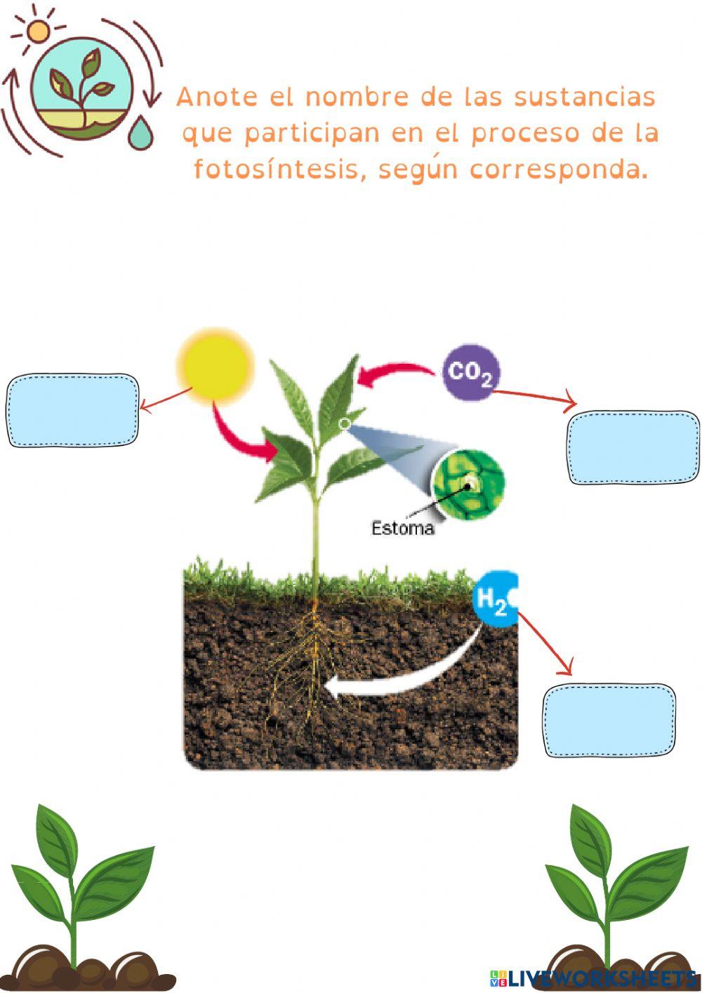 Proceso de Fotosíntesis