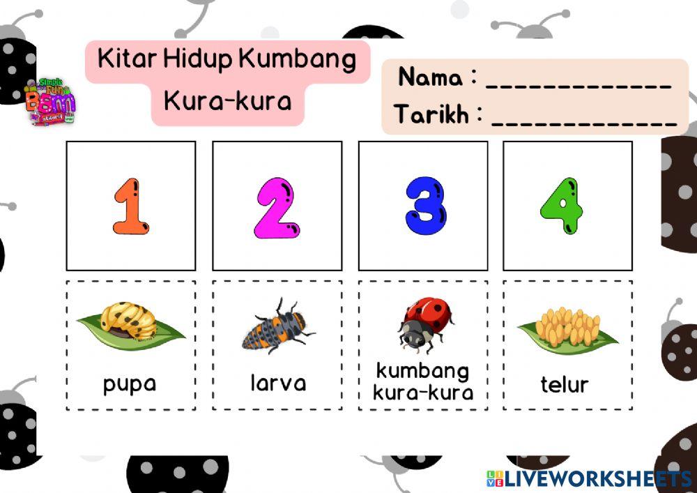 Kitar Hidup Serangga (Rama-rama, Lebah Madu, Kumbang Kura-kura)