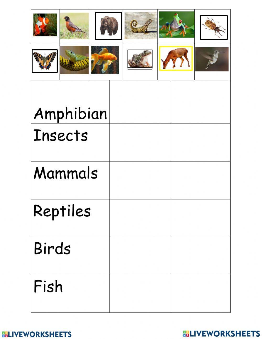Animals groups