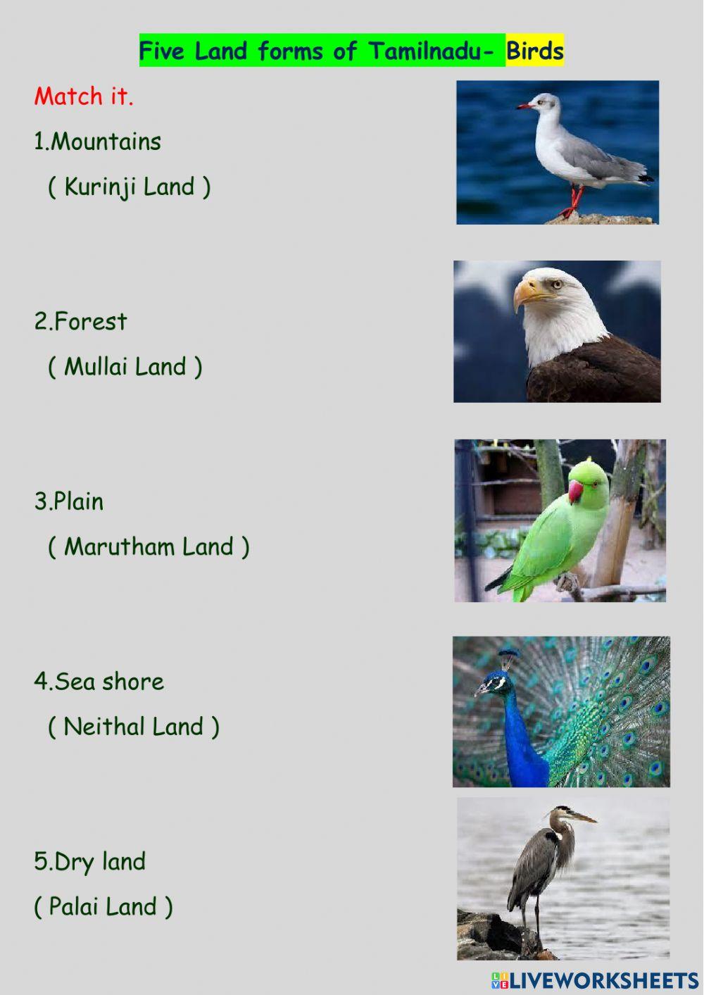 Landforms of Tamilnadu - Birds