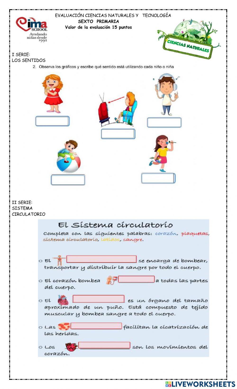 Sistemas del cuerpo humano