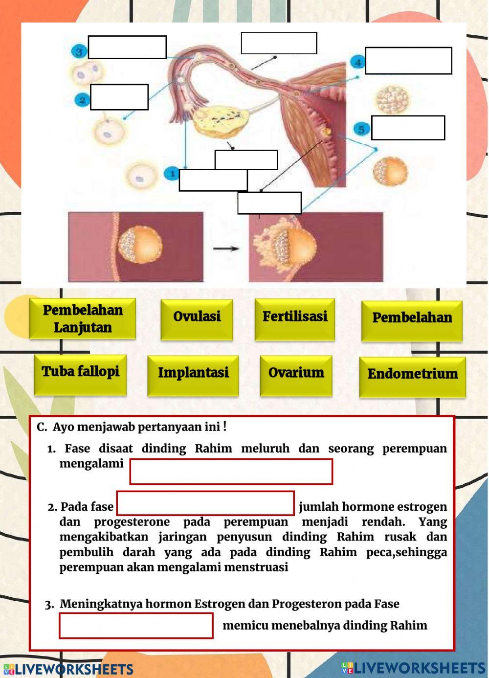 Menstruasi dan Fertilisasi