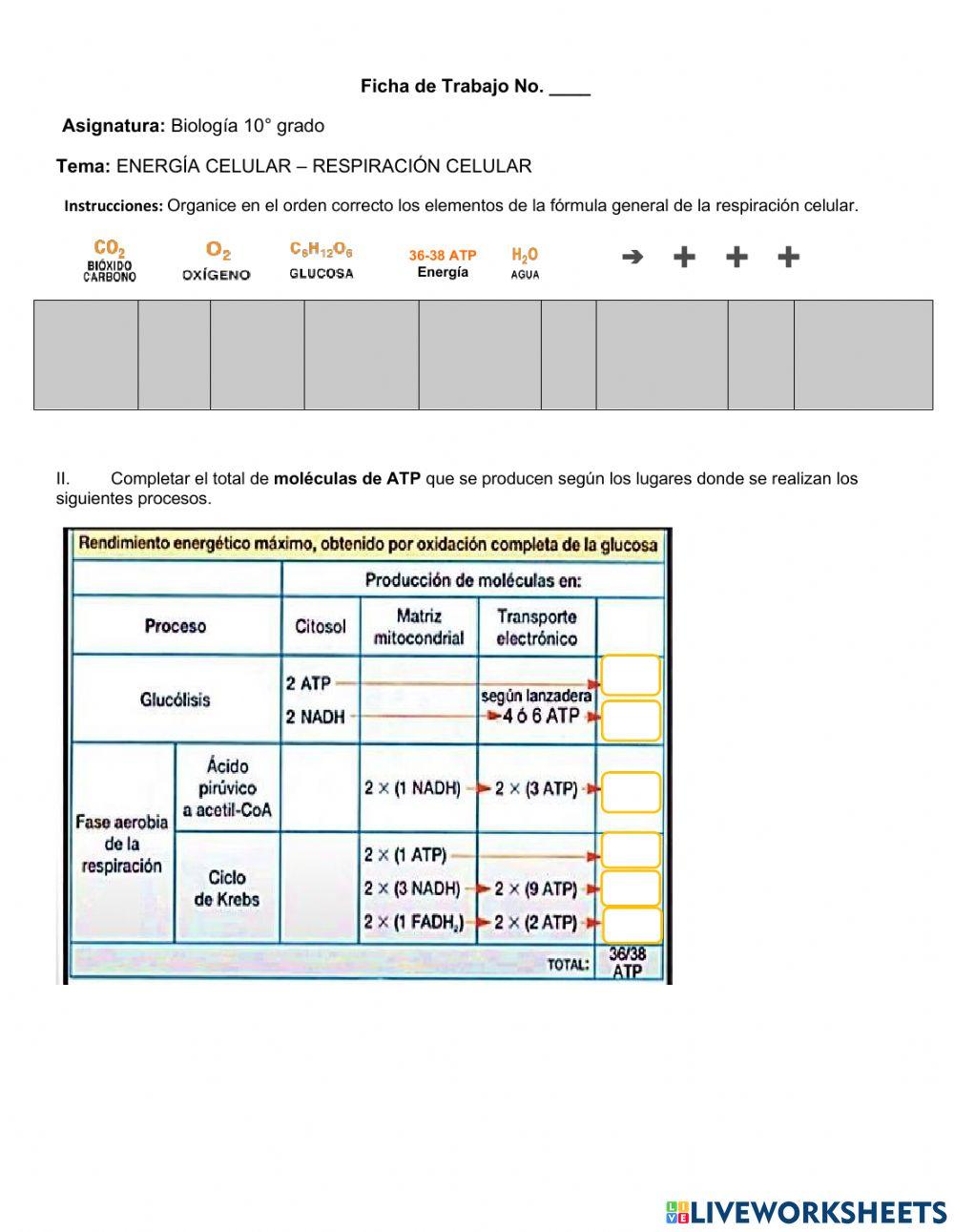 Ciclo de Krebs Ciclo de Krebs