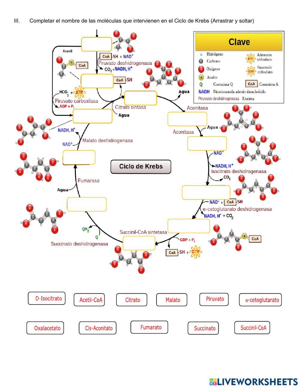 Ciclo de Krebs Ciclo de Krebs
