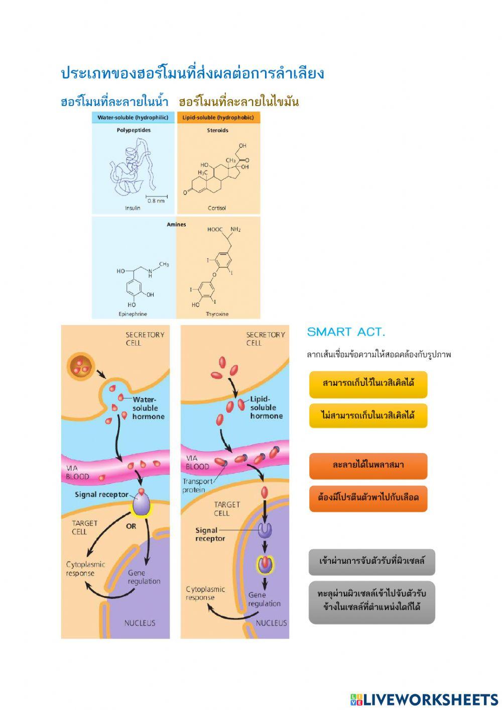 Endocrine system