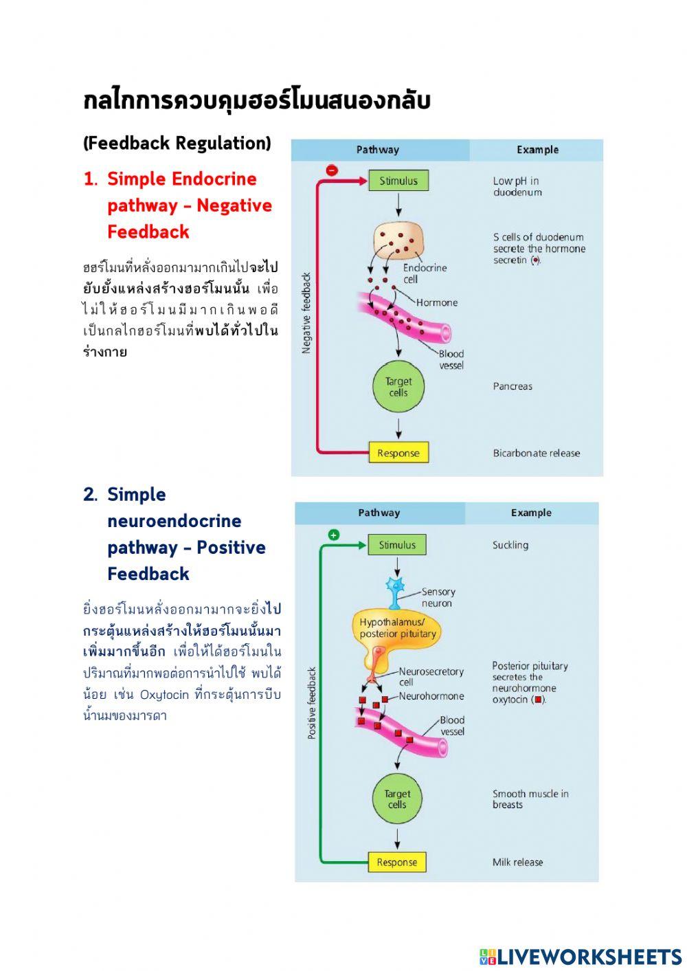 Endocrine system