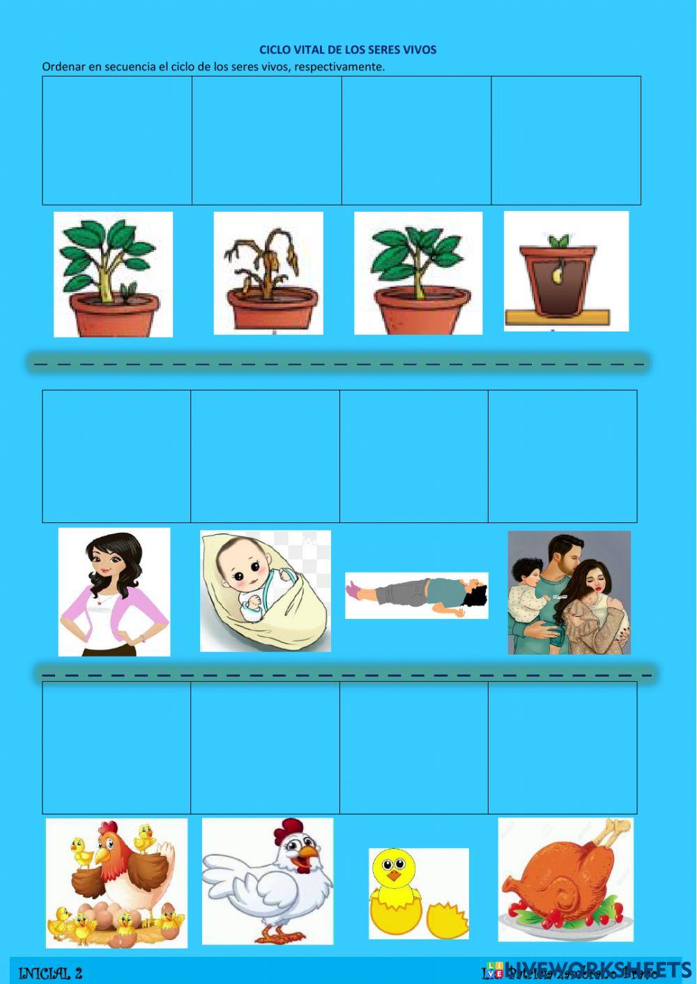 Ciclo de vida de los seres vivos