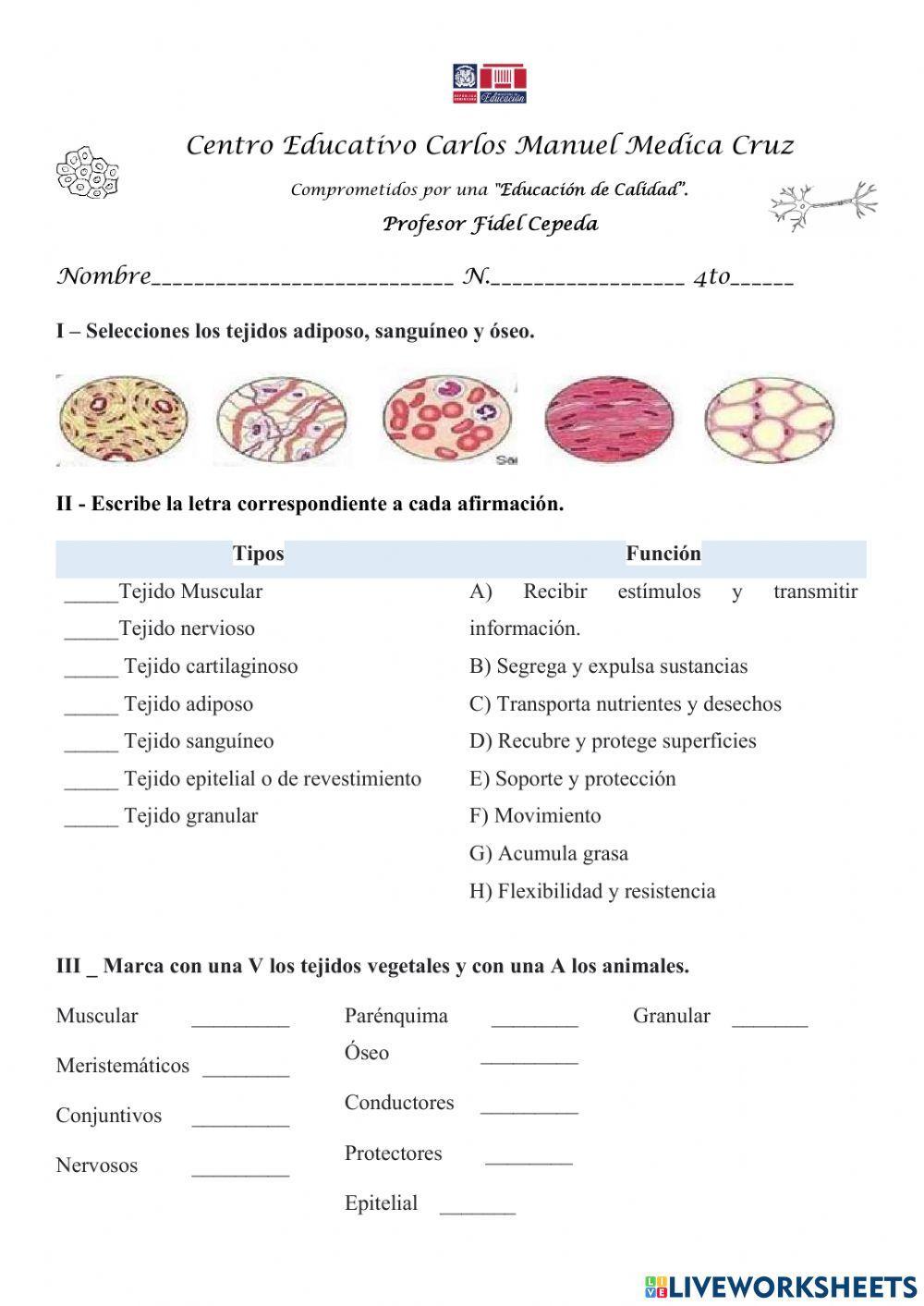 LOS TEJIDOS ANIMAL Y VEGETAL