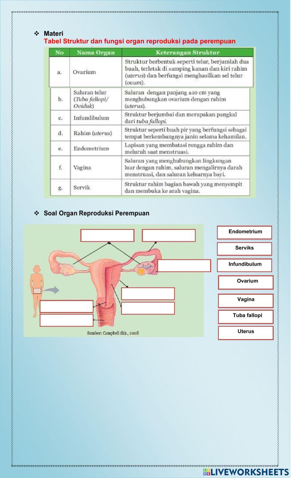 LKPD Sistem Reproduksi Pria & Wanita 2
