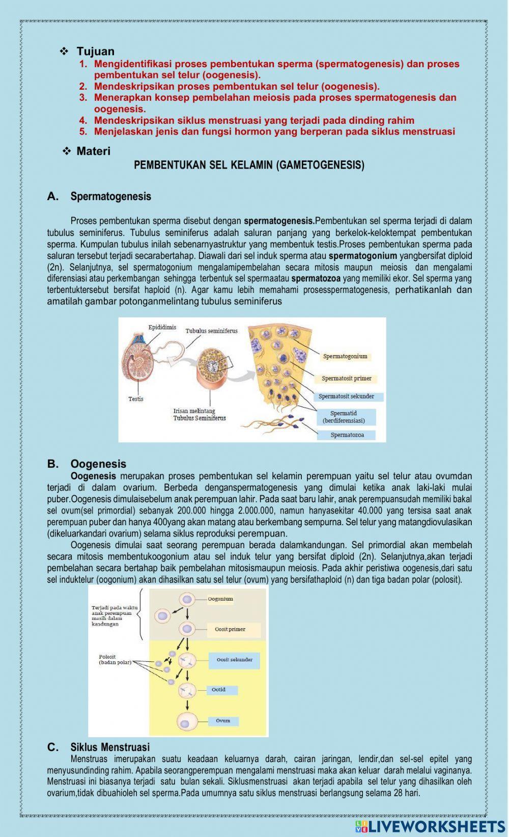 LKPD Sistem Reproduksi Pria & Wanita 2
