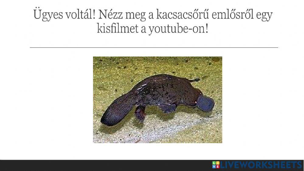 Kacsacsőrű emlős - szövegértés