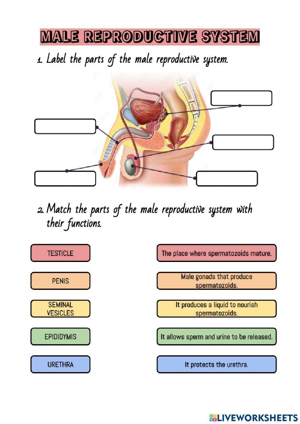 Male reproductive system