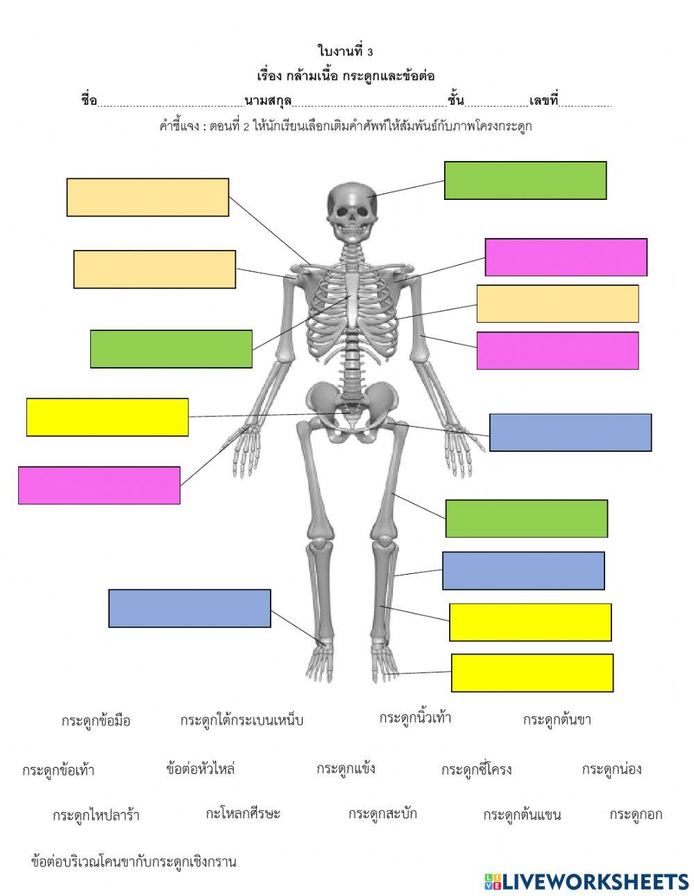 ใบงานที่ 3 โครงกระดูก อาจารย์บูม ห้อง 5