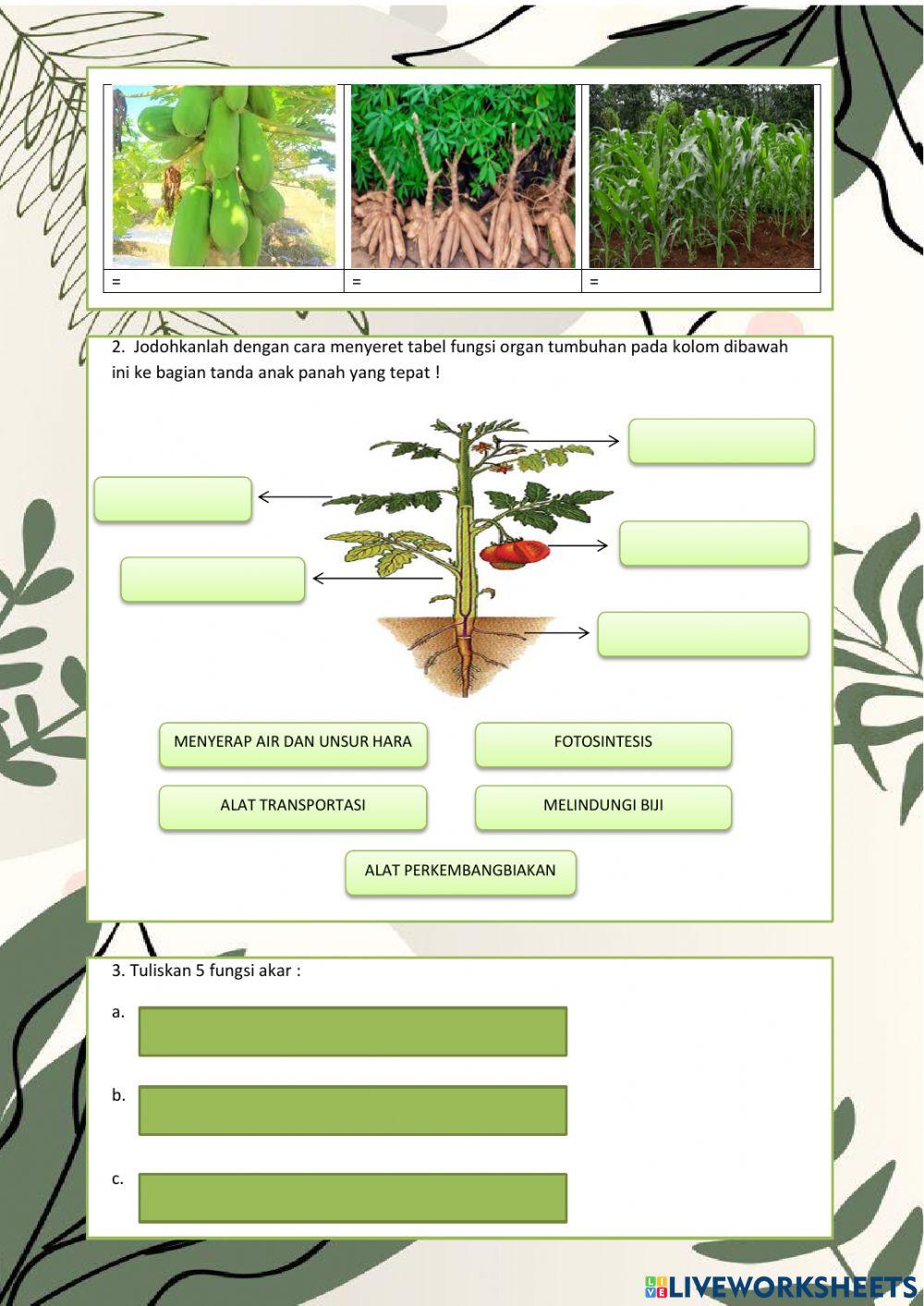 LKPD STRUKTUR TUMBUHAN (ANDI FAJRIAH, S.Ag)