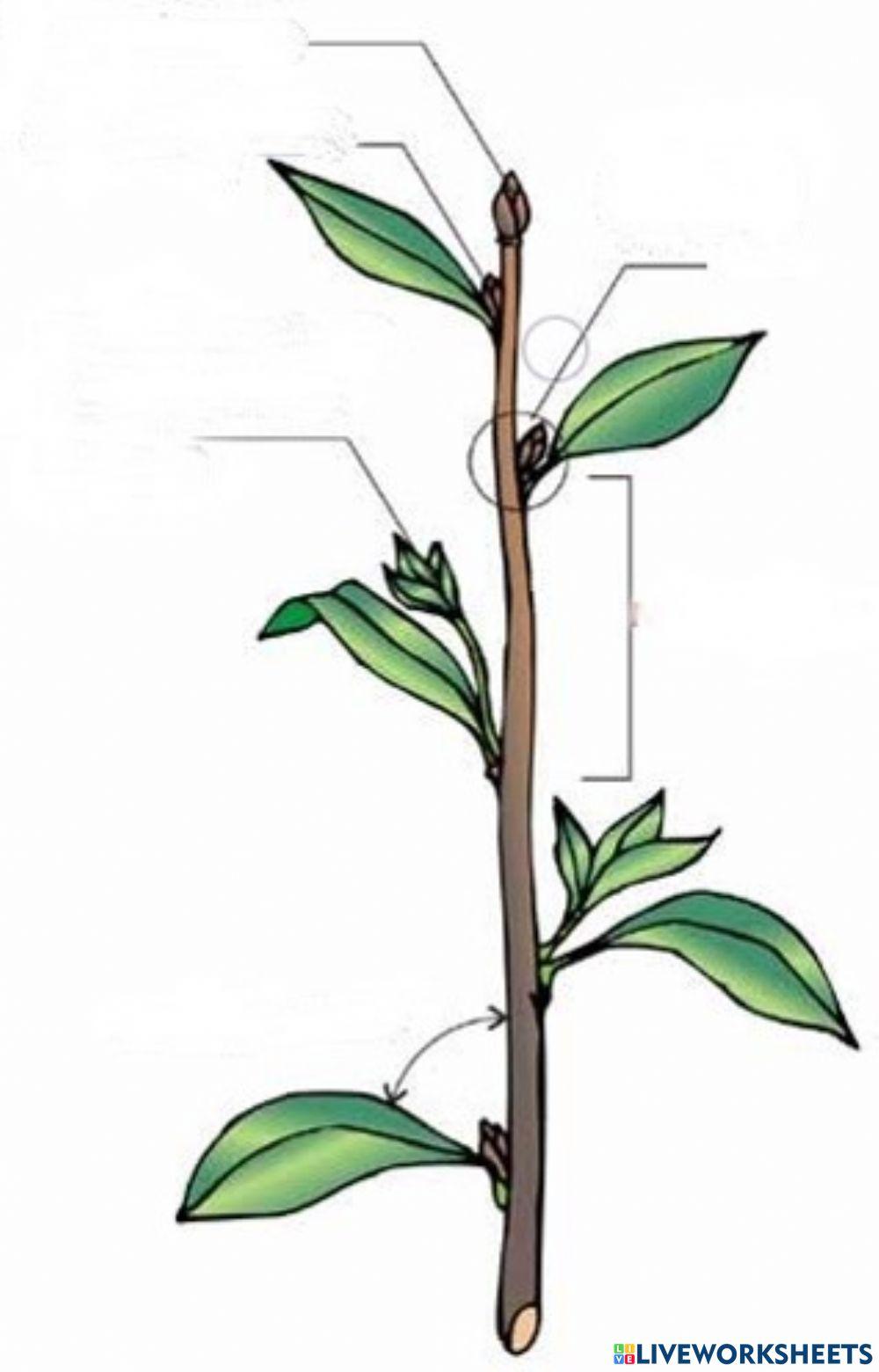 Будова пагона