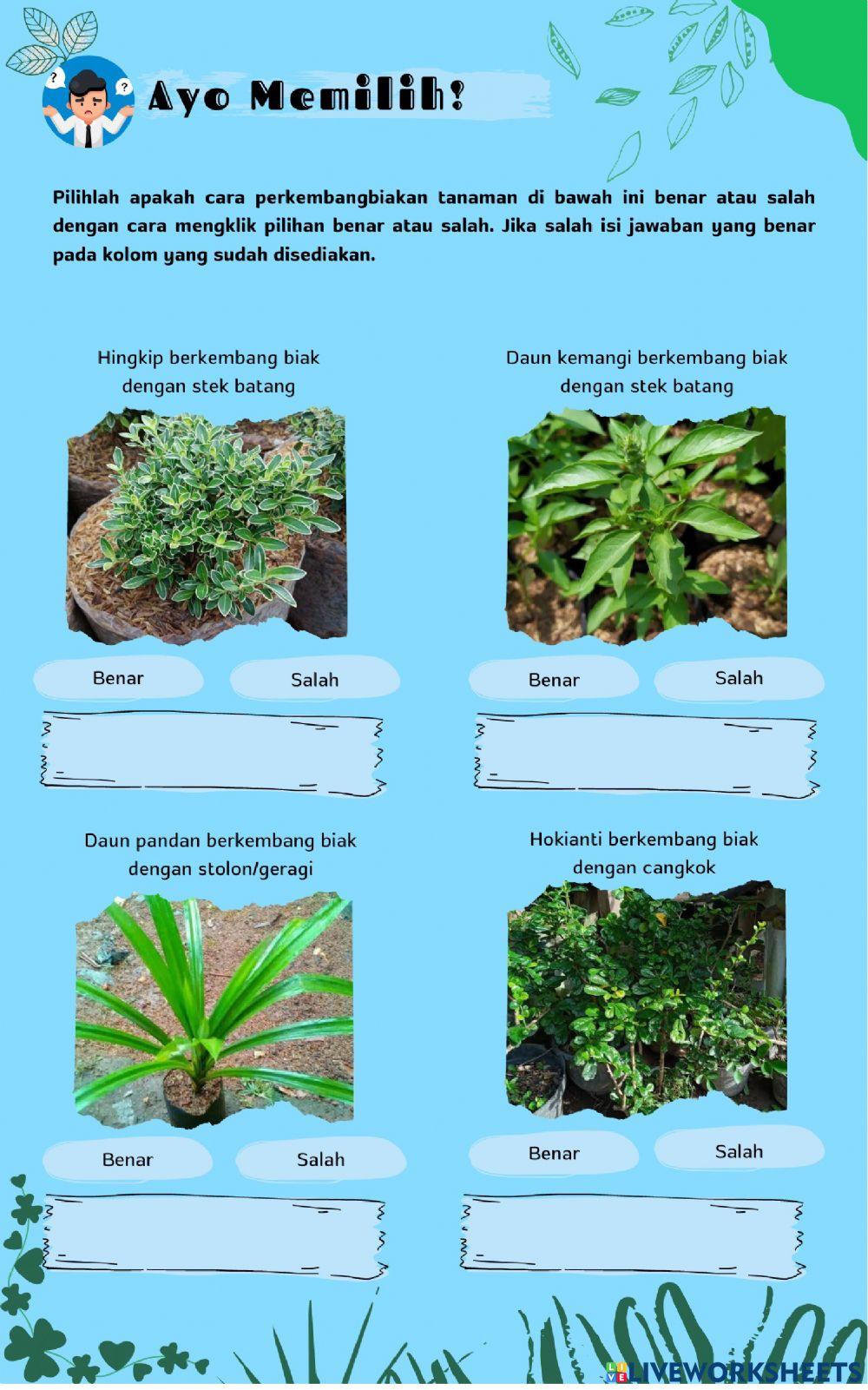 E-LKPD Budi Daya Tanaman Kelas IV Pembelajaran 1