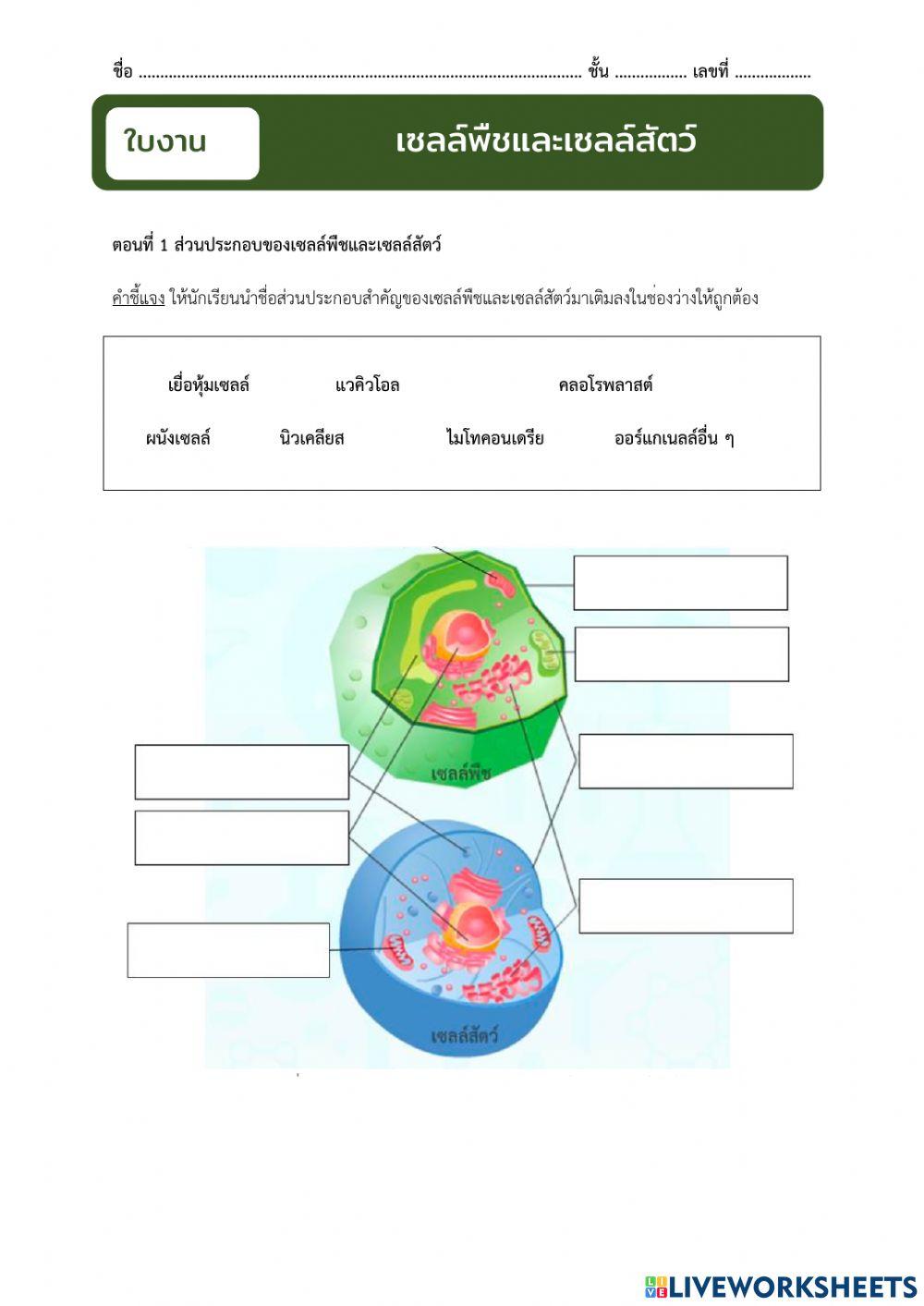 เซลล์พืชและเซลล์สัตว์