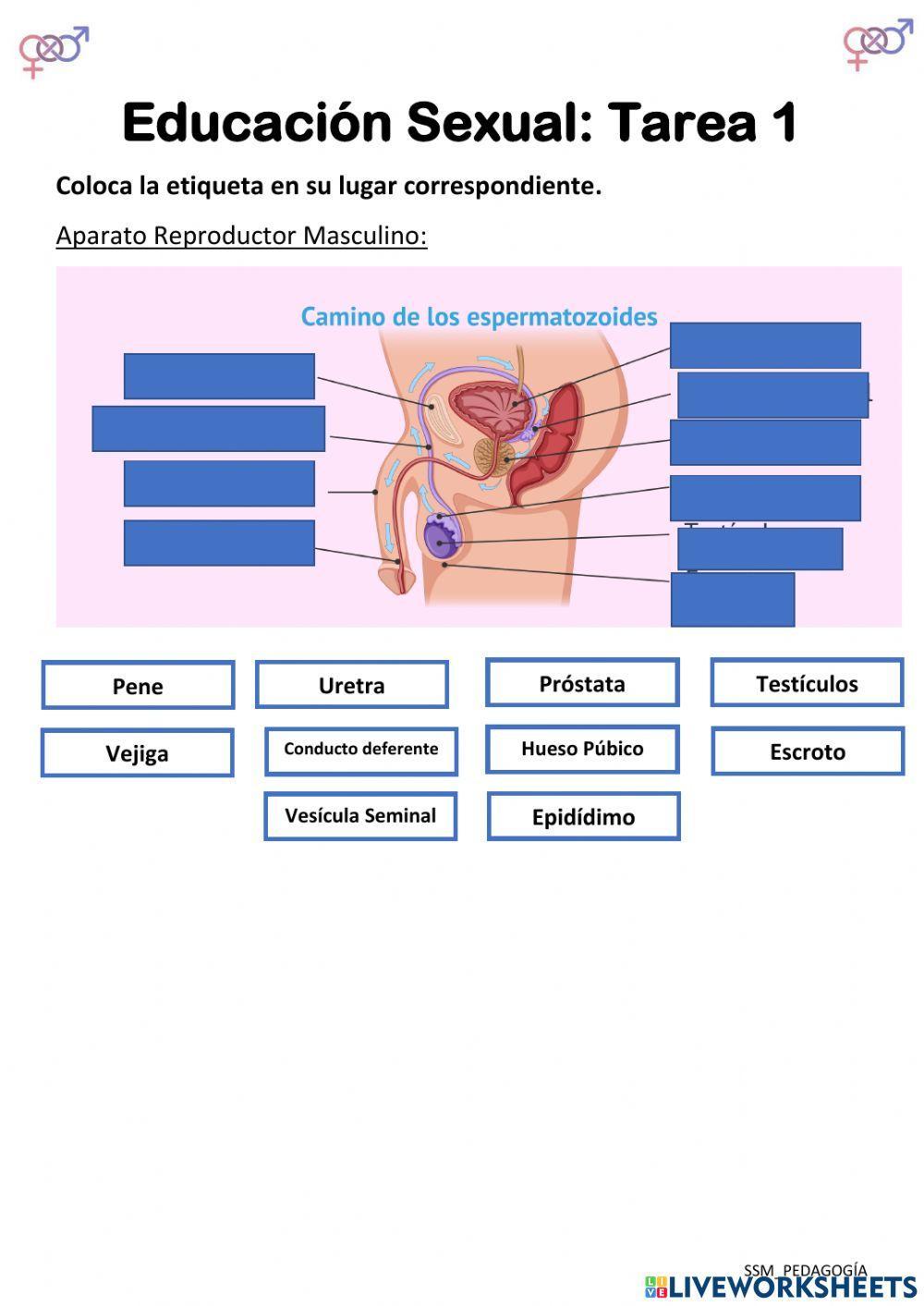 Educación Sexual - Tarea 1
