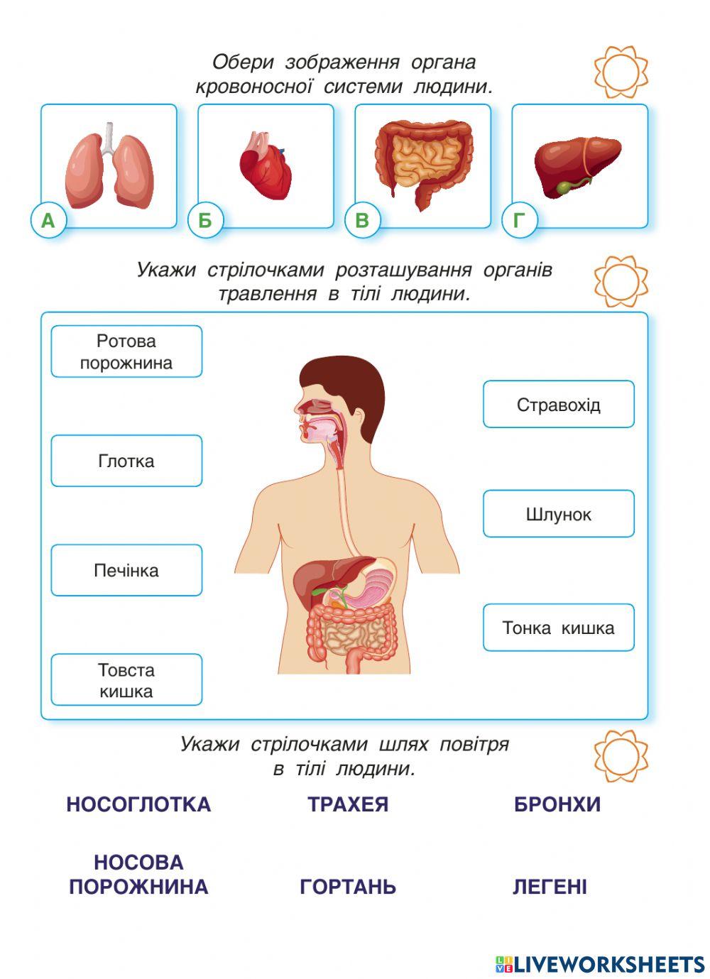 ДР Тіло людини ЯПС