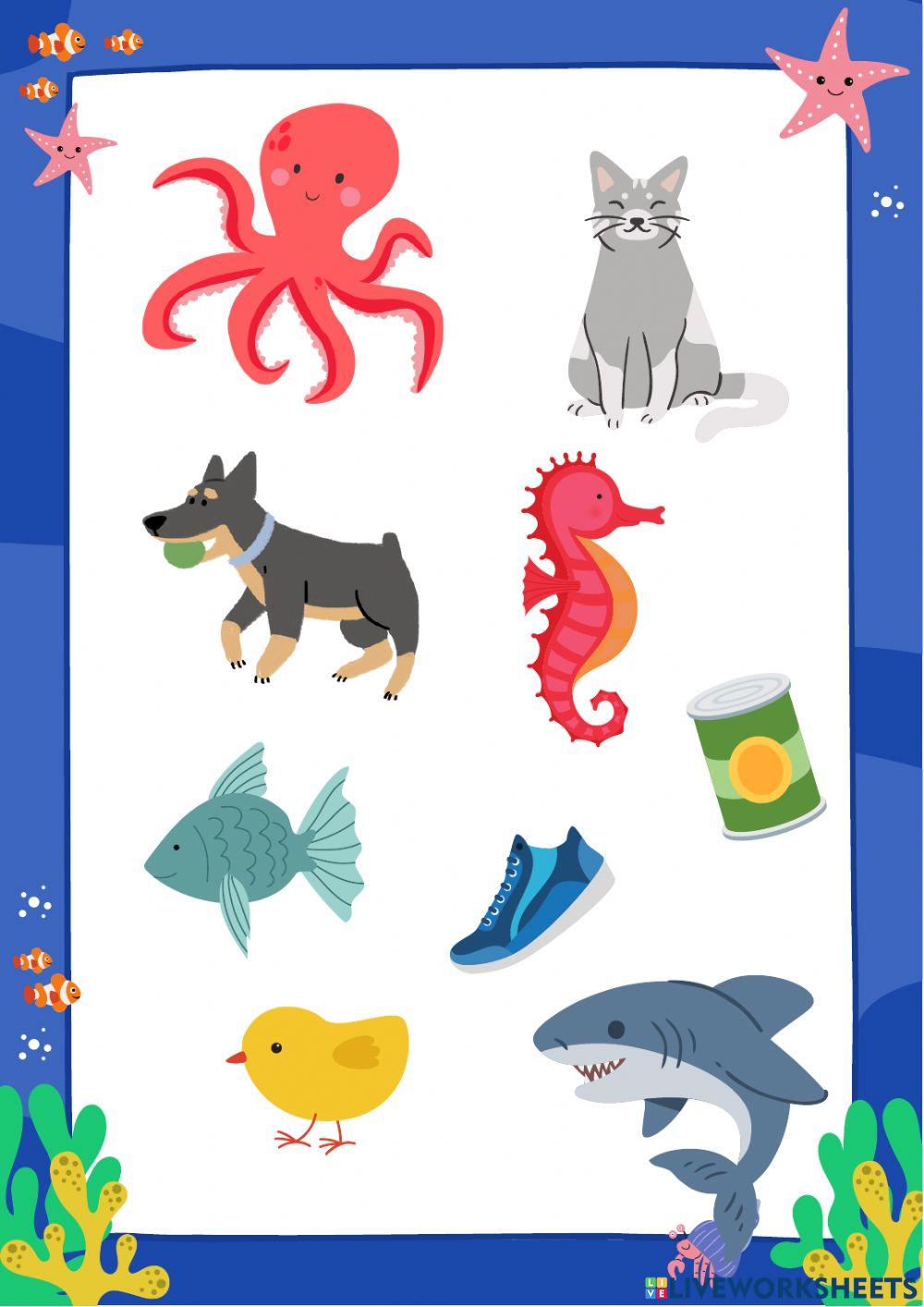 Ocean animals