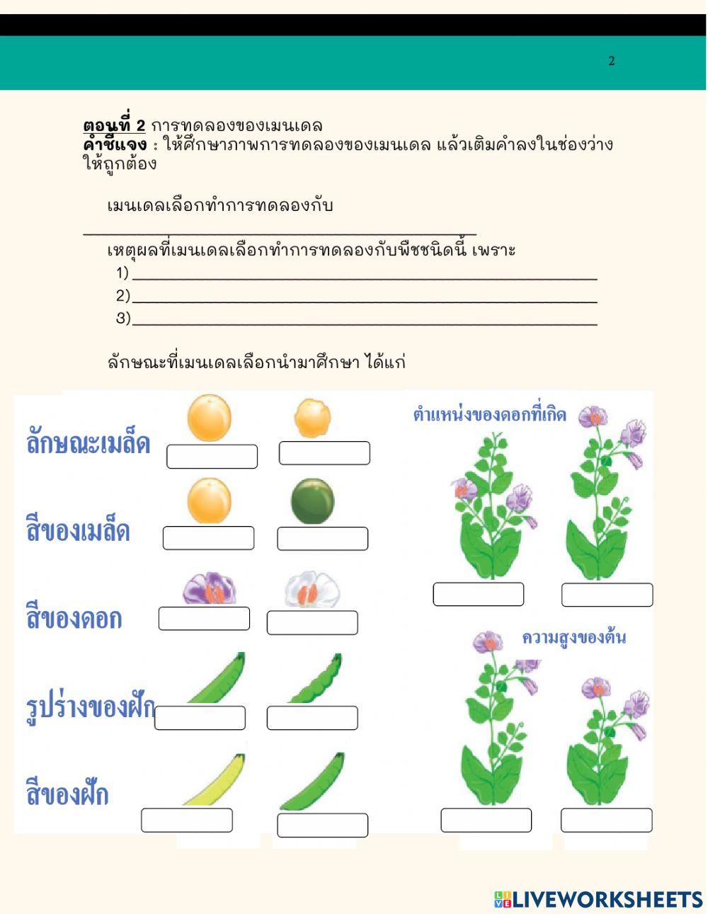 การศึกษาพันธุศาสตร์ของเมนเดล