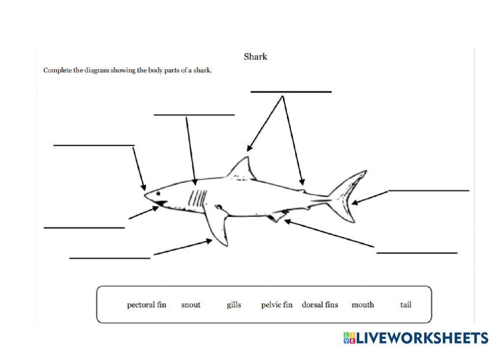 Shark parts deals