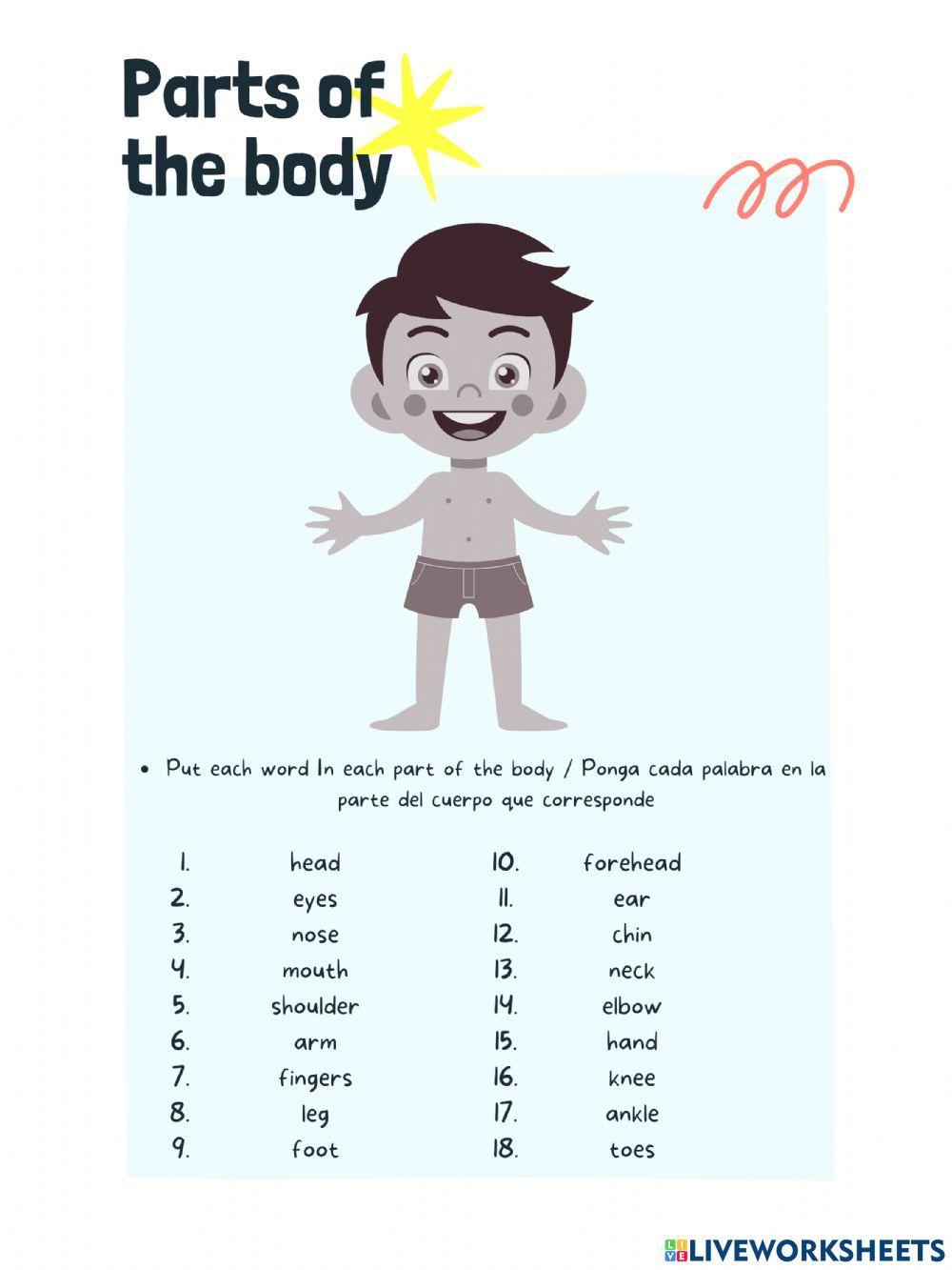 Partes del cuerpo