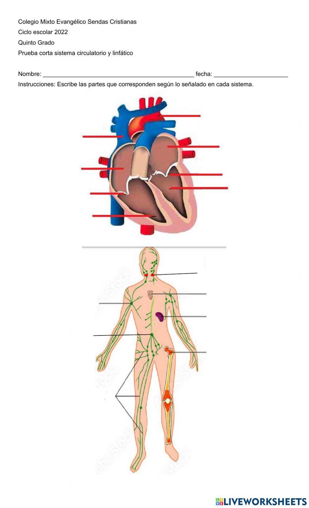 Sistema linfático y corazón