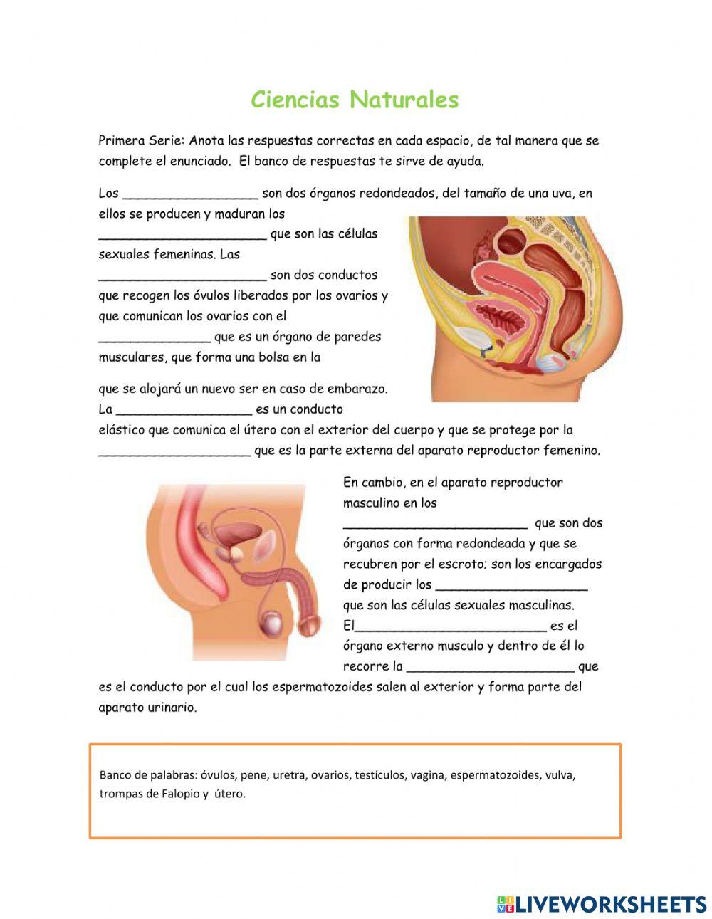 Aparatos reproductores