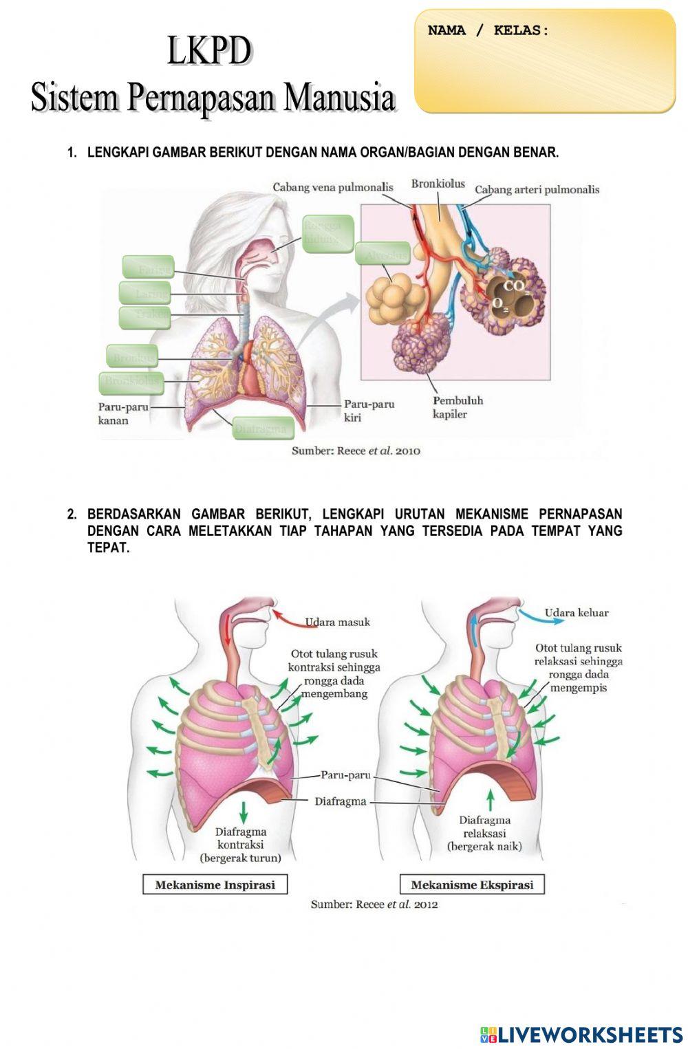 Sistem pernapasan manusia