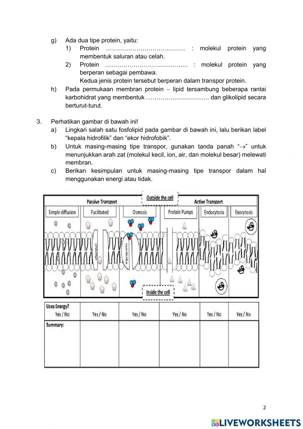 Lkpd transpor membran