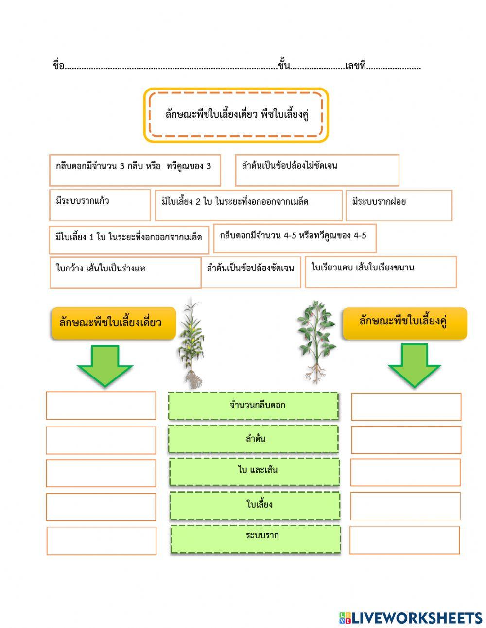 ลักษณะพืชใบเลี้ยงเดี่ยว พืชใบเลี้ยงคู่