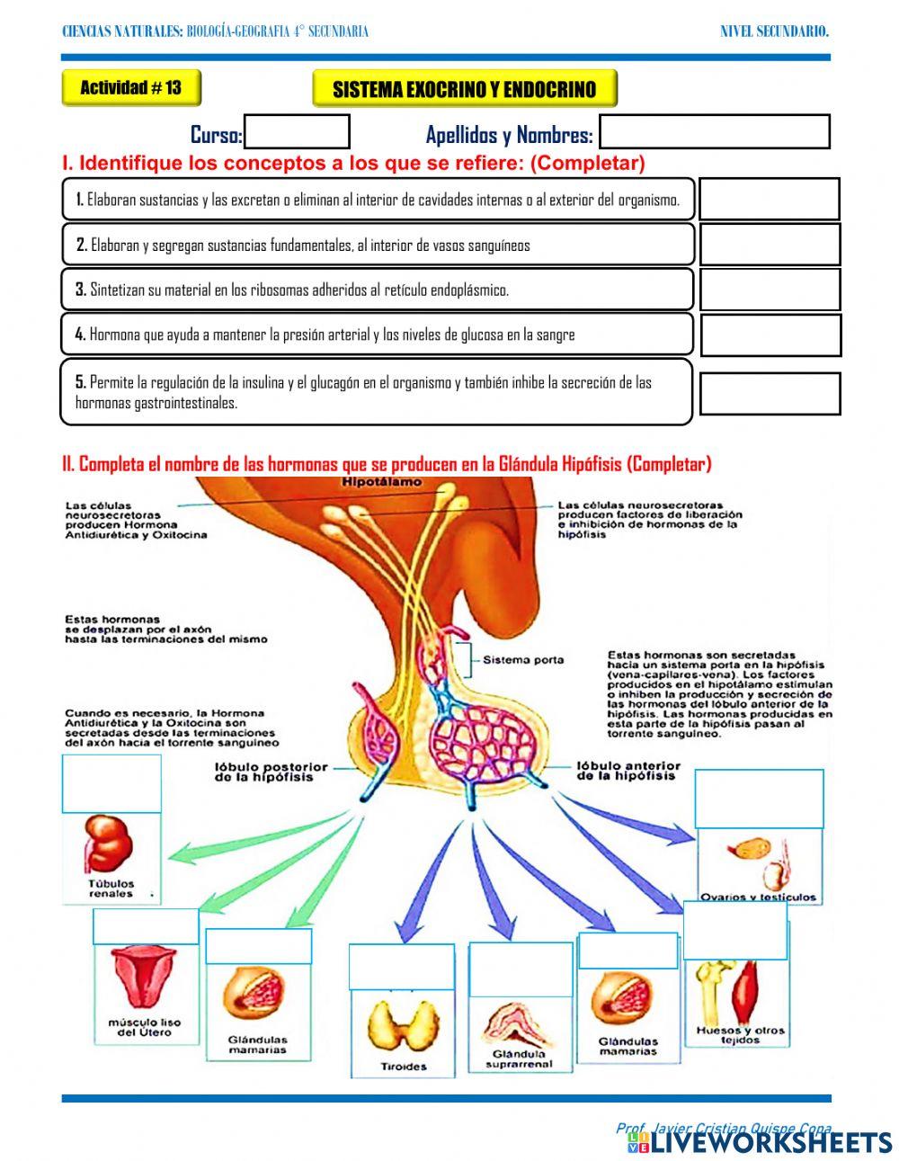 13. sistema exocrino y exocrino
