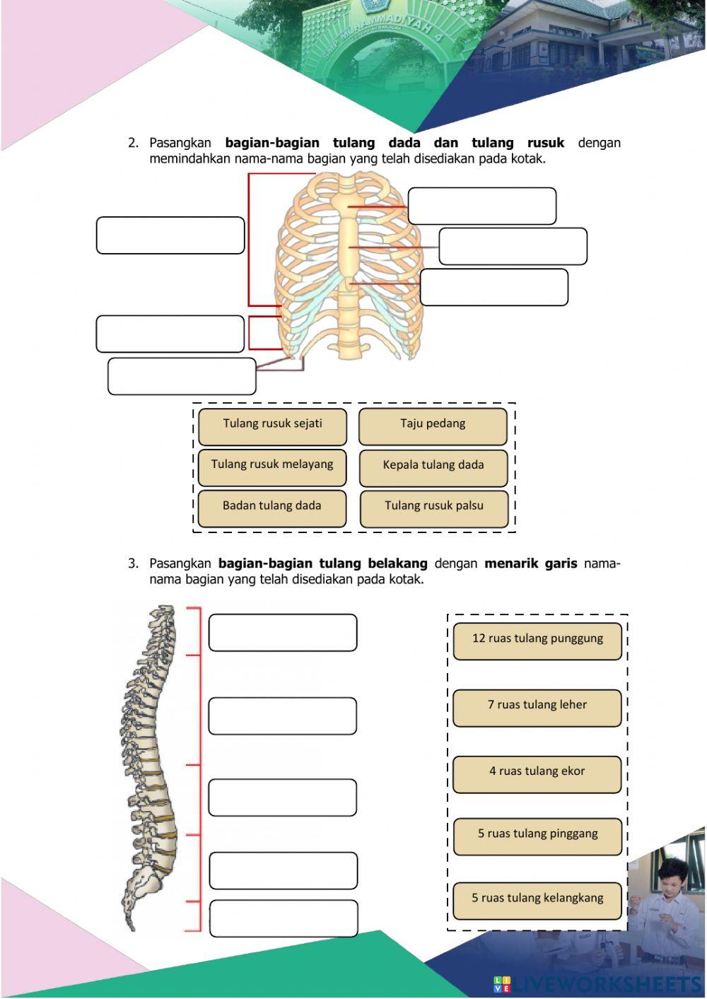 Sistem Gerak Manusia