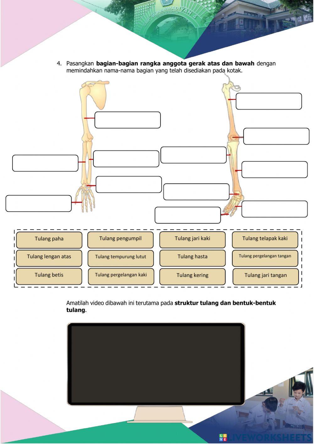 Sistem Gerak Manusia