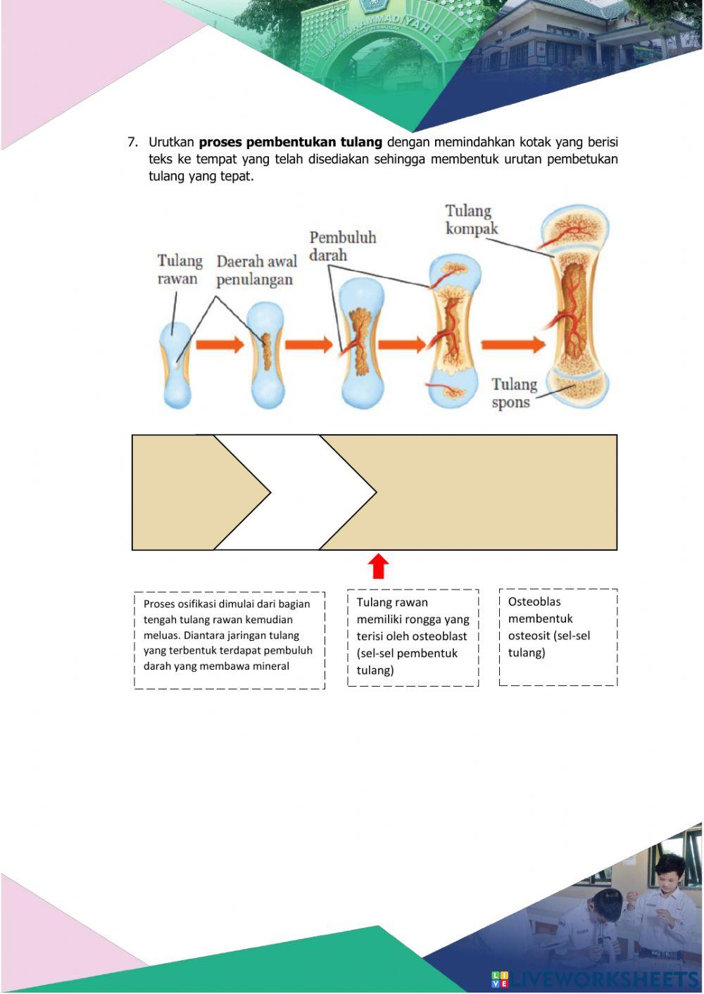 Sistem Gerak Manusia