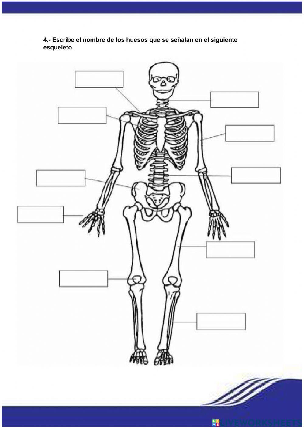 Sistema locomotor, s. muscular, s. óseo
