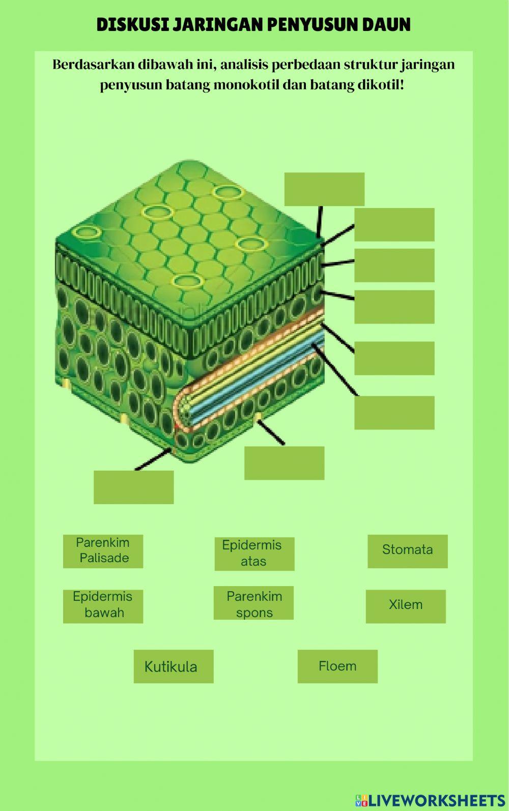 Jaringan Penyusun Organ Tumbuhan
