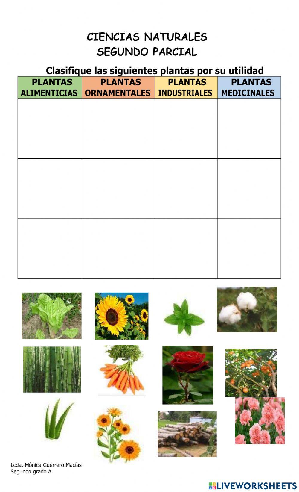 Las plantAS POR SU UTILIDAD