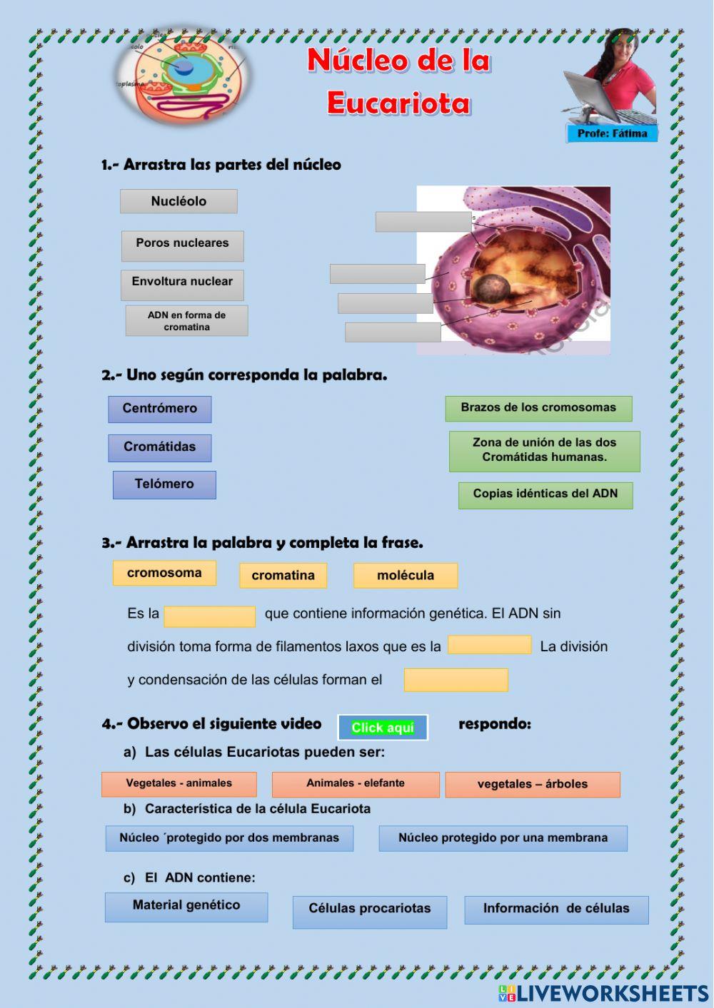 Núcleo de las células Eucariotas
