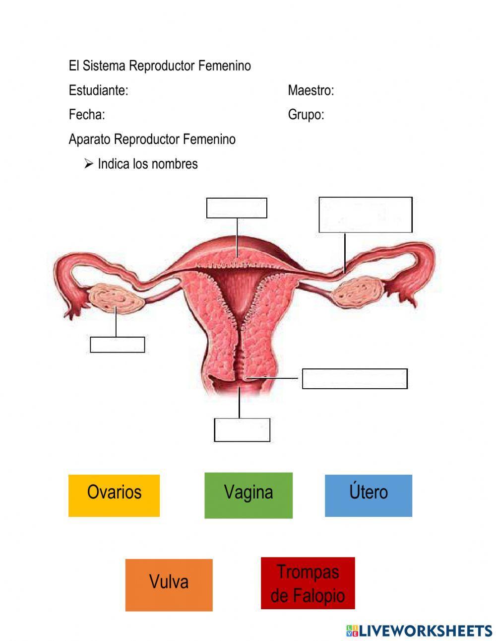El Sistema Reproductor Femenino