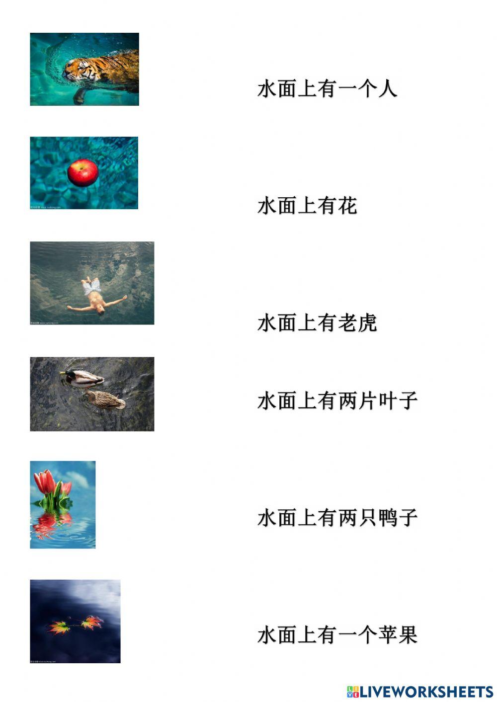 池塘里、水面上有什么