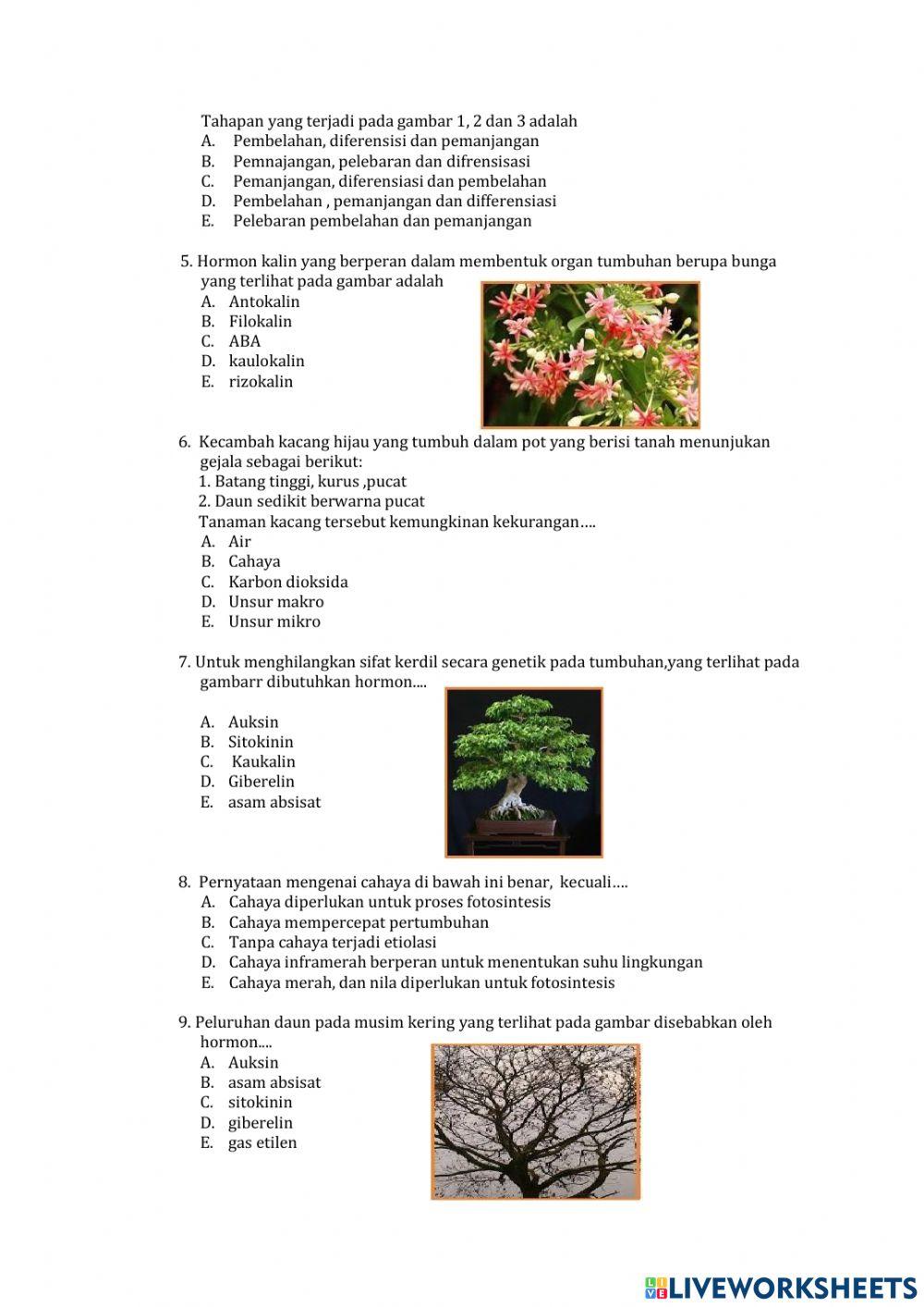 Pertumbuhan dan perkembangan Tumbuhan