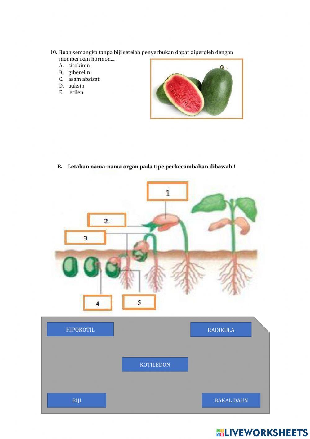 Pertumbuhan dan perkembangan Tumbuhan