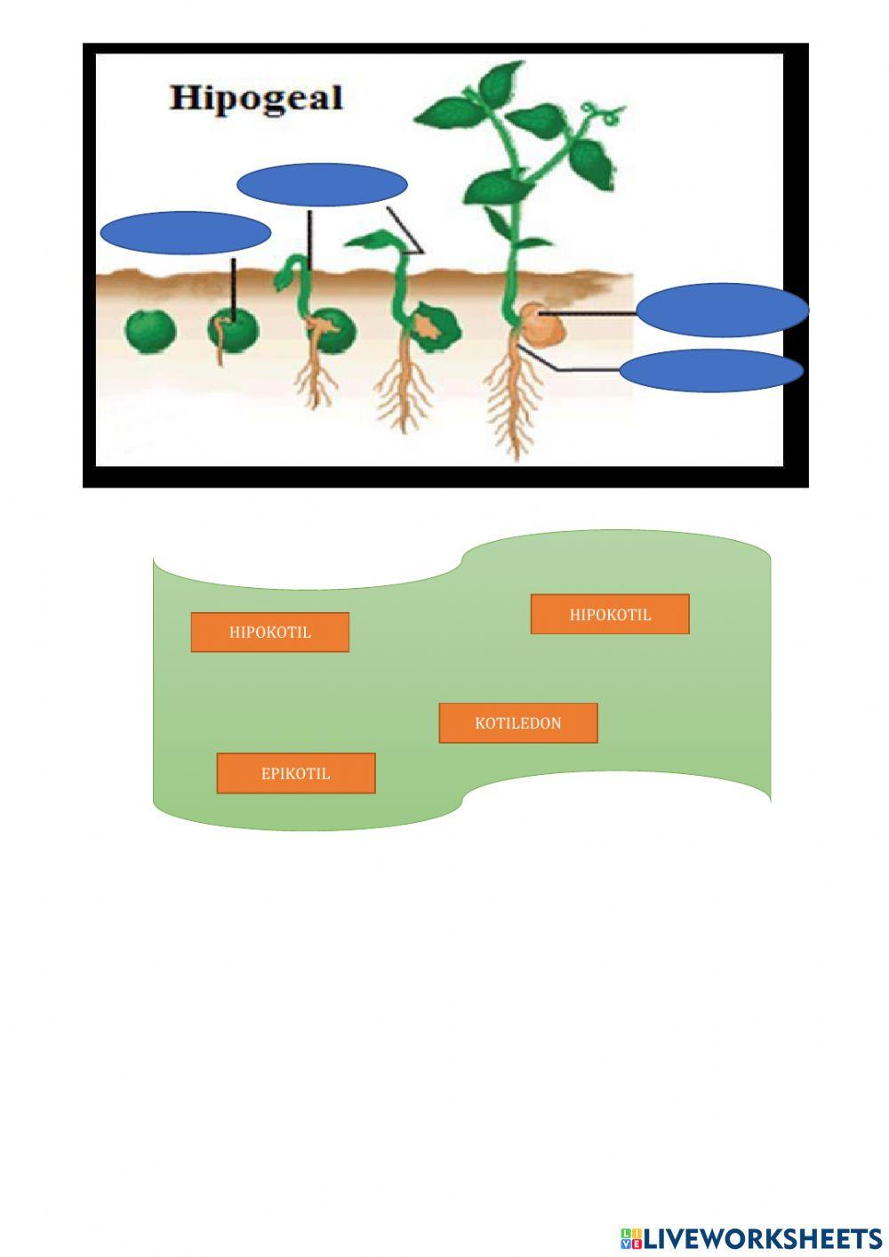 Pertumbuhan dan perkembangan Tumbuhan