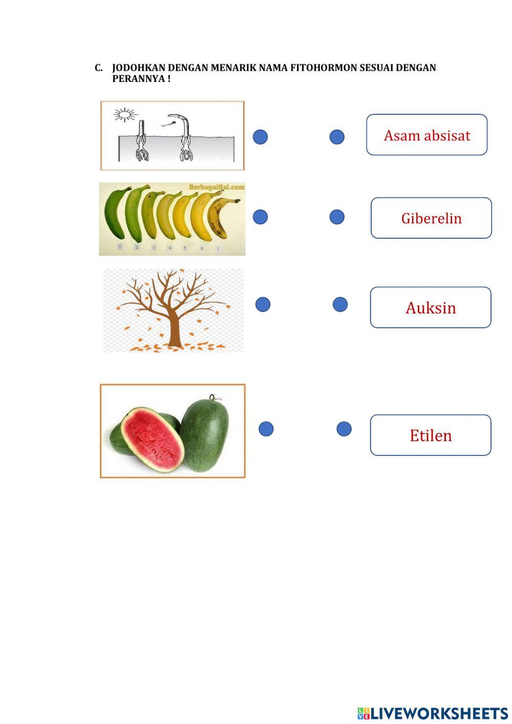 Pertumbuhan dan perkembangan Tumbuhan